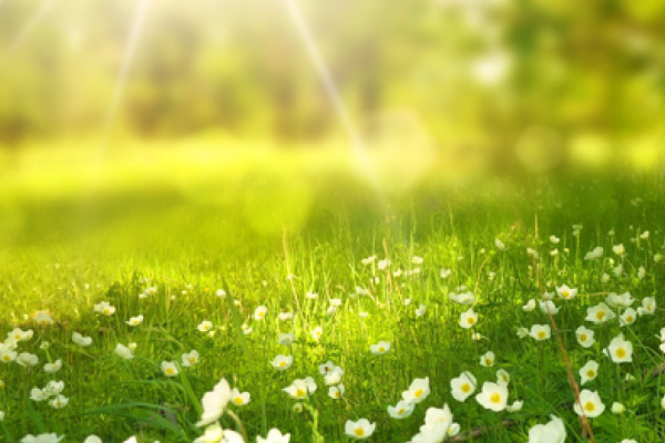 Een duurzame uitvaart: wat is verzekerd en wat niet?